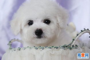 比熊幼犬排便几次
