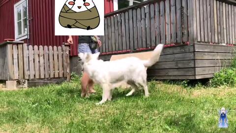 狗狗生完宝宝能吃牛肉吗