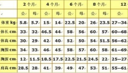边境牧羊犬的身高和体重