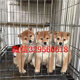 庆阳犬舍