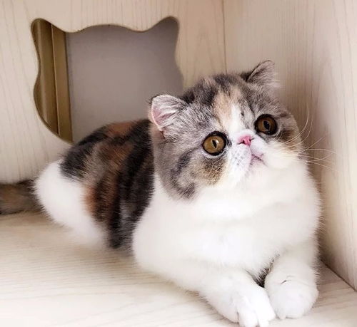宠物猫品种白色