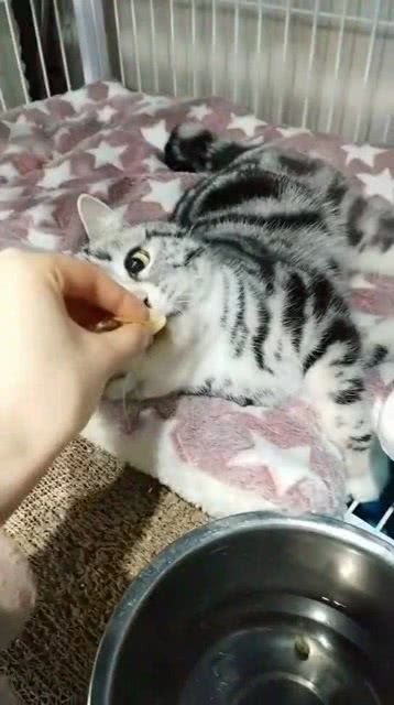 幼猫多久耳朵才立起来
