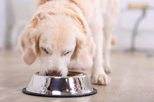 狗狗食欲不行