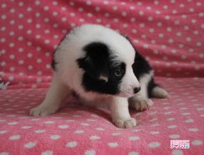 狗细小几天能治好