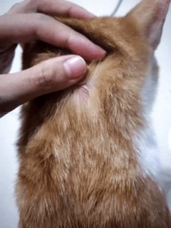 猫有哪些寄生虫图解