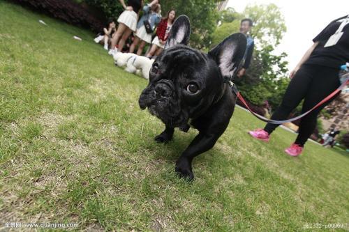 法斗成年犬体重