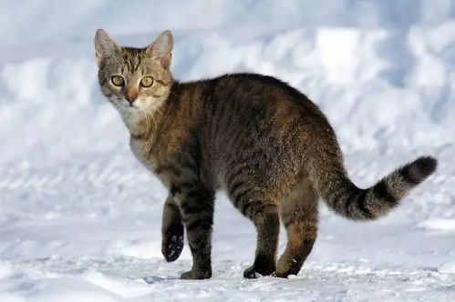 猫多久能长到正常体型