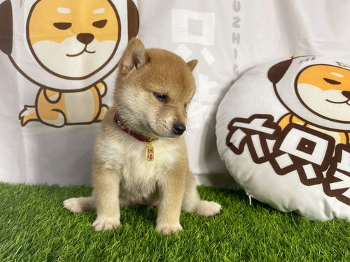 柴犬优缺点及适合人群