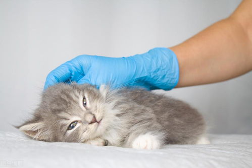 猫咪多久可以用驱虫药