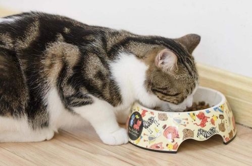 怎么让猫好好吃猫粮