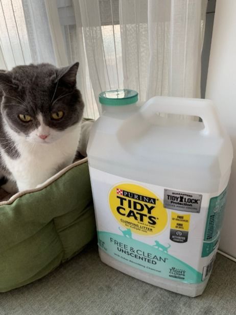 猫砂多久换一次 猫砂使用方法