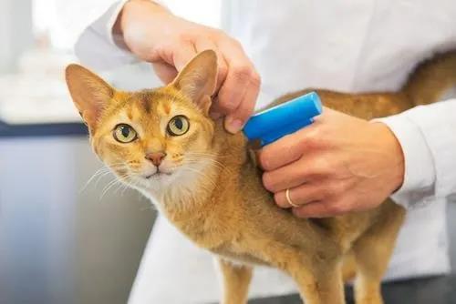 怎么让猫猫快速长胖