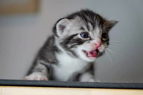 折耳猫吃什么牌子的猫粮好