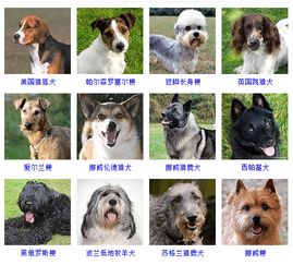 大体型狗狗品种有哪些