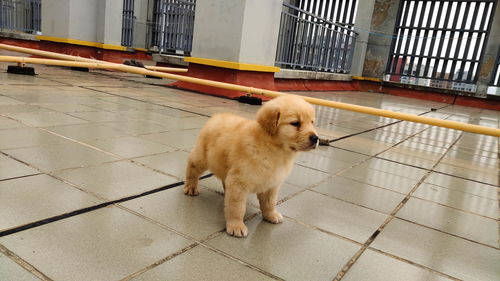 狗狗生病后多久可以体内驱虫