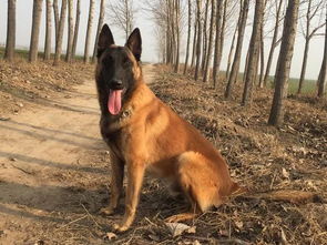 马犬产后吃什么最好