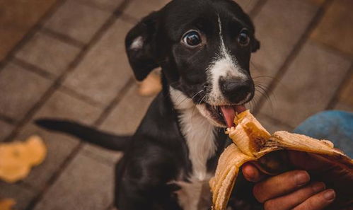 狗狗突然食欲减退怎么回事