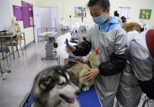 中国最好的训犬师培训学校