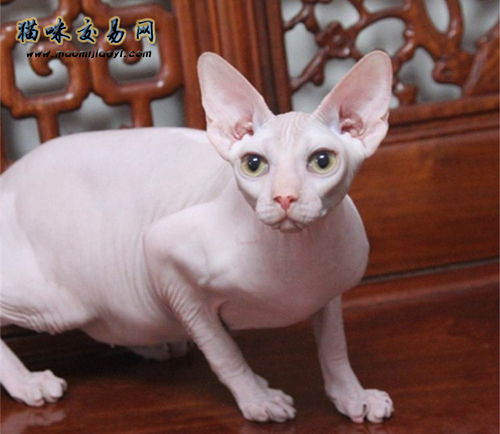 猫的皮肤特征