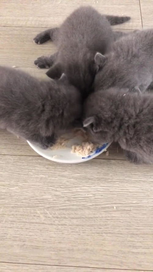 小猫多少天可以吃鸡肉
