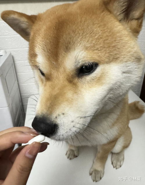 狗狗关节吃什么药
