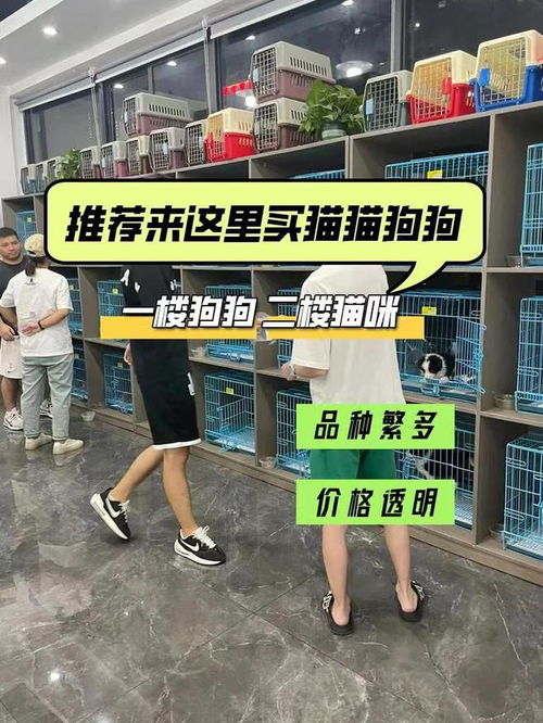 温州哪里有卖狗的地方