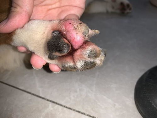 狗狗产后综合症有什么症状有哪些