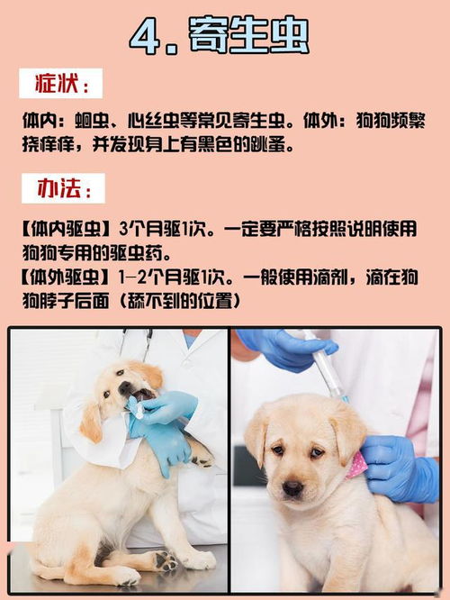 小狗呕吐拉稀后能吃什么食物