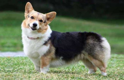 腿短的犬有哪些
