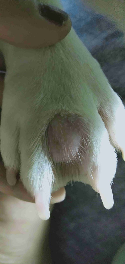 狗狗嘴上长了粉色肉疙瘩