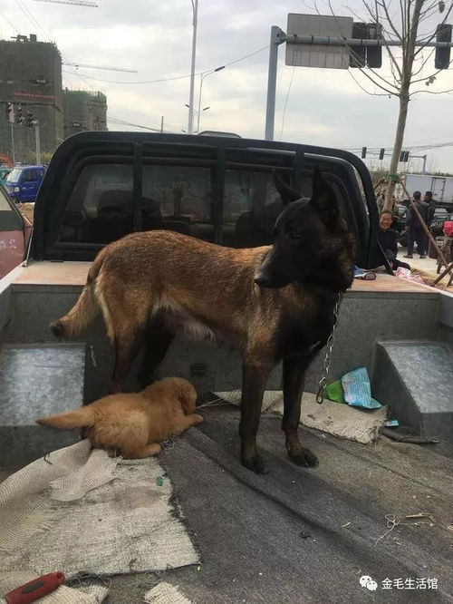 马犬身高体重是多少