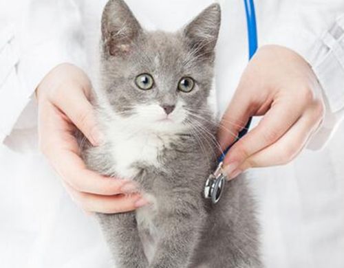 猫鼻支治疗多久后没有传染性
