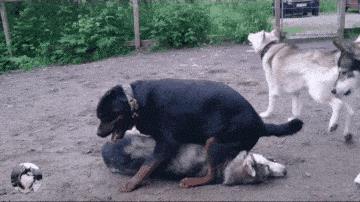 十大忠犬排名第一名