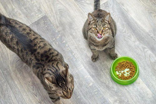 换猫粮口臭