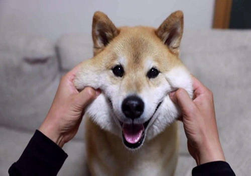 狗狗月经多久才停血