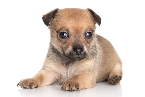 狼青犬体重和身高