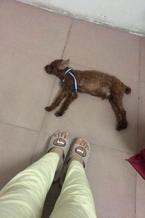 泰迪有股臭味