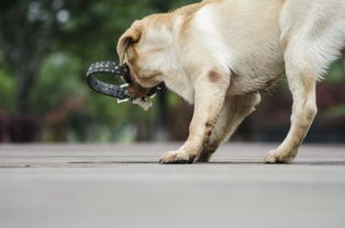 不掉毛的中型犬排名