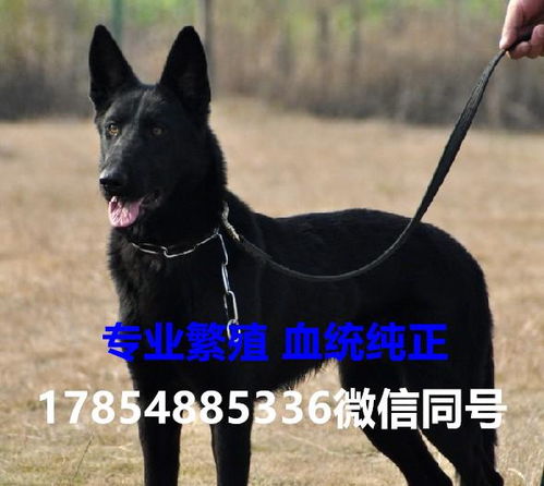 东德牧羊犬价钱