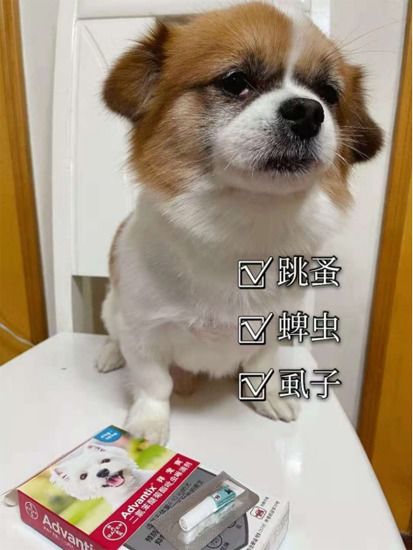 狗会有跳蚤嘛