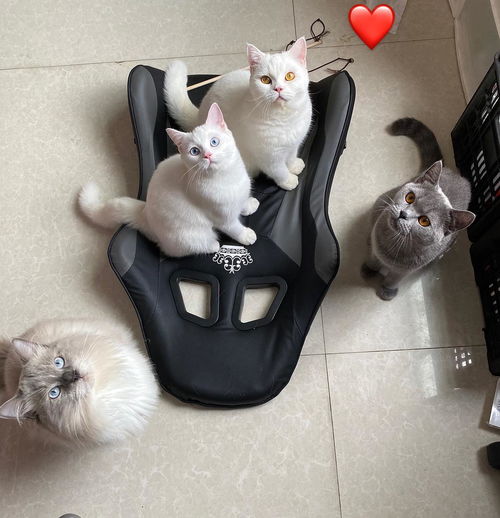 猫打完疫苗食欲不好还吐了
