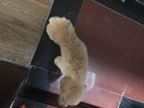 狗狗细小后想吃东西怎么办