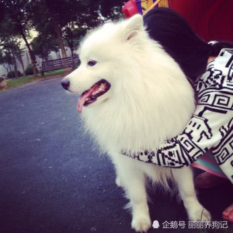 萨摩耶吃什么水果蔬菜