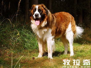 狗狗肘关节发育不良