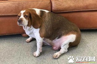 狗体重多少正常