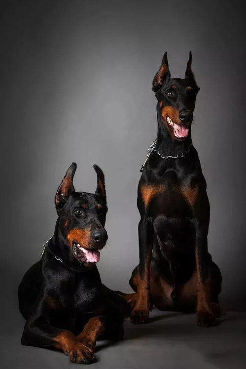 杜宾犬的标准体重对照表