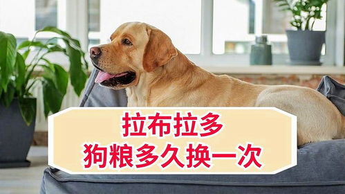 狗狗纸尿片多久换一次