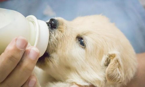 狗狗羊奶粉开封后能放多久