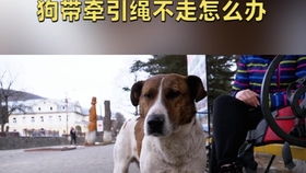 泰迪不愿意带牵引绳
