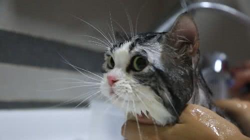 主人可以给猫咪洗澡吗